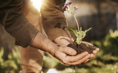 Gardening: Joy, Graft, and the Occasional Twinge