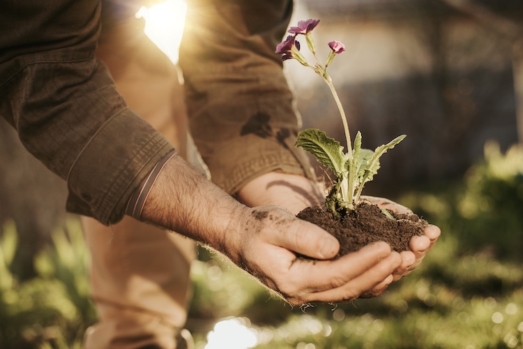 Gardening: Joy, Graft, and the Occasional Twinge